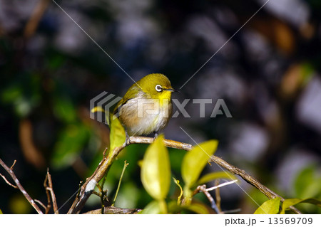 メジロ メジロ 13569709