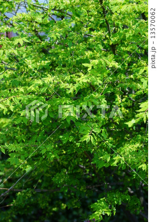 錦木　ニシキギの花は控えめです。 13570062