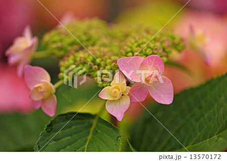 アジサイ 13570172