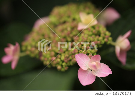 アジサイ アジサイ 13570173