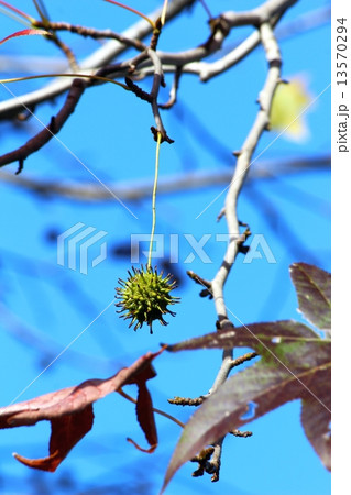 プラタナスの実 13570294