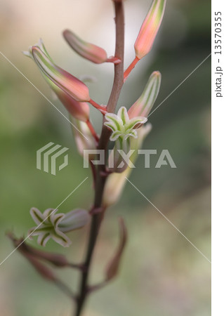 ルリ殿・多肉植物の花 13570355