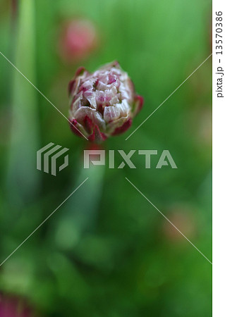 アルメリアの花の蕾の写真素材