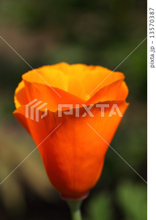 ハナビシソウの花 ハナビシソウの花 13570387