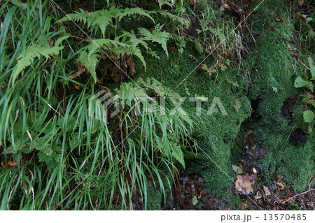 米子大瀑布界隈（苔） 13570485