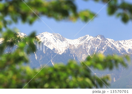 新緑越しの残雪の中央アルプス 13570701