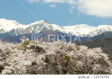 満開の桜と残雪の中央アルプス 13570703
