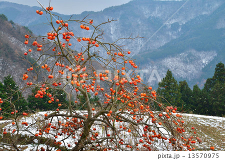 葛篭野残り柿3 13570975