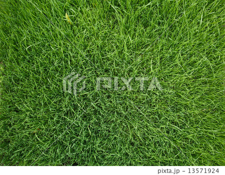 Vibrant green grass Vibrant green grass 13571924