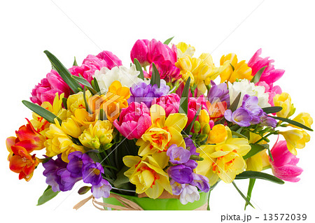 freesia and daffodil  flowers 13572039