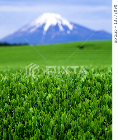 茶畑と富士山 茶畑と富士山 13572090