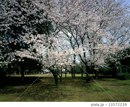 芦花公園の桜 芦花公園の桜 13572239