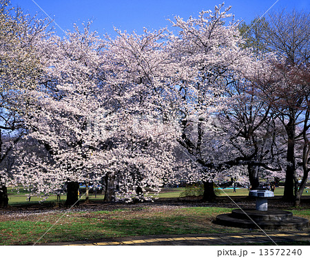 砧公園の桜 砧公園の桜 13572240