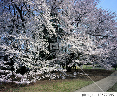 砧公園の桜 砧公園の桜 13572395
