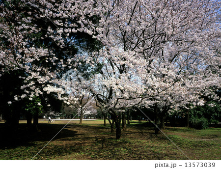 芦花公園の桜 13573039