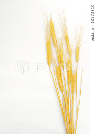 Wheat isolated on white Wheat isolated on white 13573310