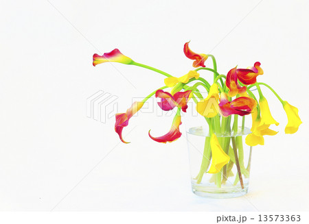 calla lilies in vase 13573363