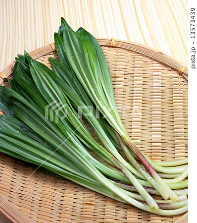 行者にんにく 13573439