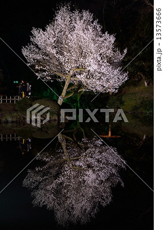兼六園　瓢池　桜 13573666