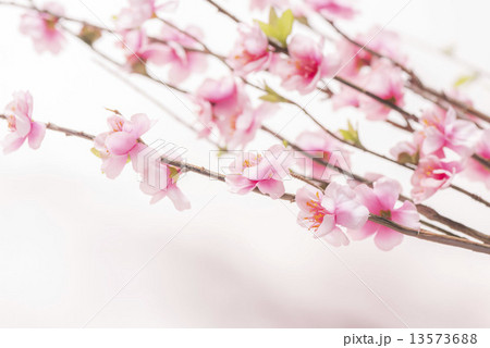 桜 13573688