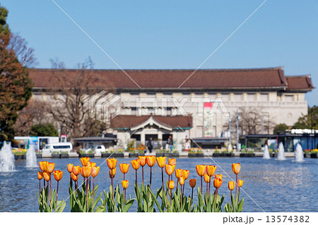 上野公園噴水広場の早咲きのチューリップと東京国立博物館 上野公園噴水広場の早咲きのチューリップと東京国立博物館 13574382