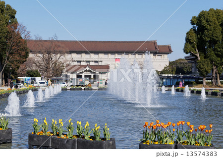 上野公園噴水広場の早咲きのチューリップと東京国立博物館の写真素材