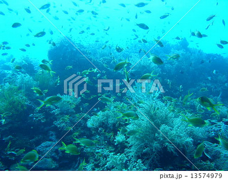 フィリピンの黄色い綺麗な熱帯魚の群れ 13574979
