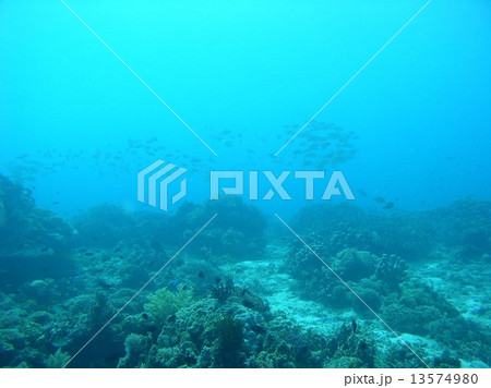 フィリピン・バリカサグ島の海中風景 13574980