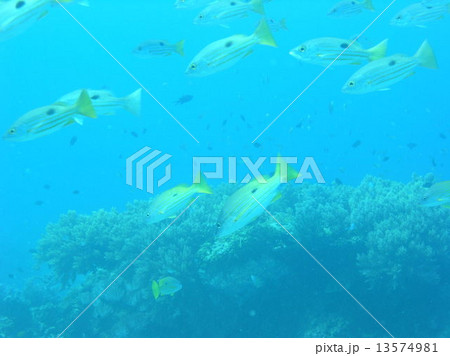 ニセクロホシフエダイの群れ ニセクロホシフエダイの群れ 13574981