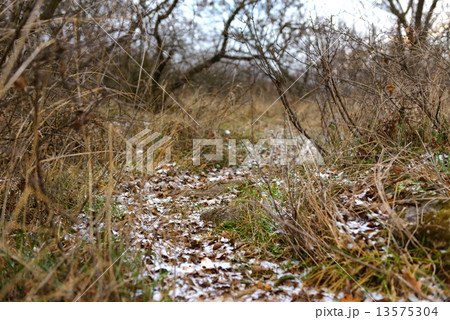 Small Pathway going trough the park Small Pathway going trough the park 13575304