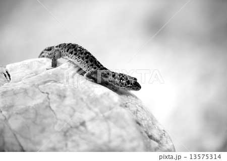 Gecko lizard on rocks Gecko lizard on rocks 13575314