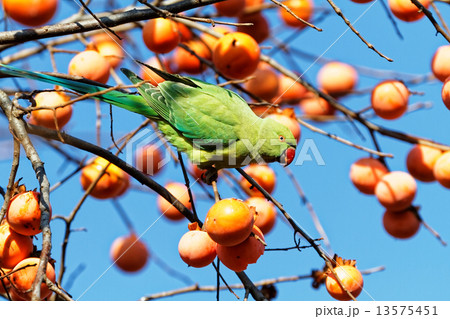 不忍池弁天堂の柿の木に止まっているワカケホンセイインコ 13575451