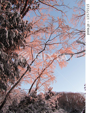 鐘撞堂山の雪景色（鐘撞堂山･山頂／埼玉県深谷市） 13575515