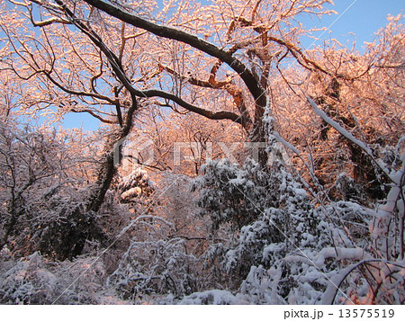 鐘撞堂山の雪景色(鐘撞堂山・山頂/埼玉県深谷市) 鐘撞堂山の雪景色(鐘撞堂山・山頂/埼玉県深谷市) 13575519