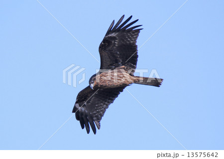 トンビ トンビ 13575642