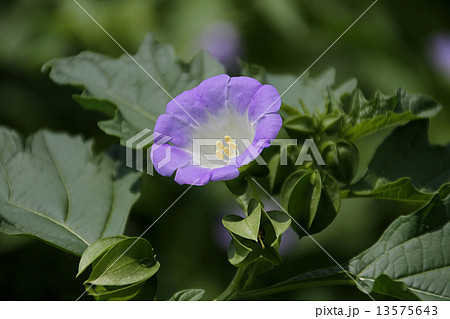 オオセンナリ オオセンナリ 13575643