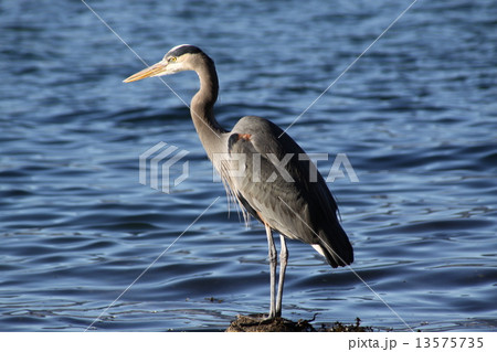 アオサギ 13575735
