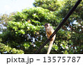 リスザル 13575787