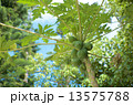 パパイヤ 13575788