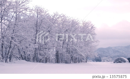 雪の木立2 雪の木立2 13575875