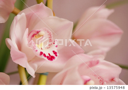 シンビジウム シンビジウム 13575948