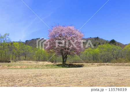 桧原の一本桜 桧原の一本桜 13576039
