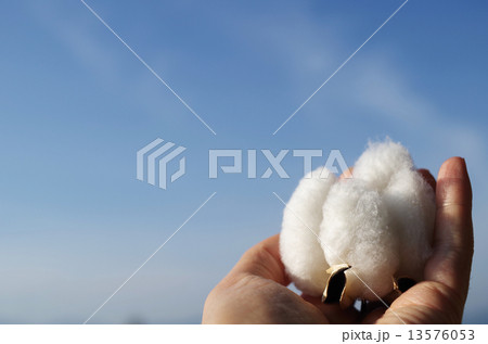 大地の恵み　綿花 13576053