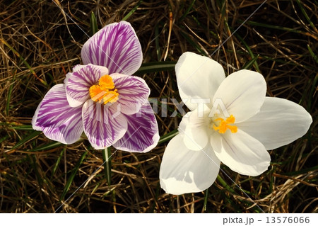 Different saffrons Different saffrons 13576066