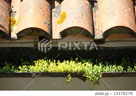 Sedum Sedum 13576278