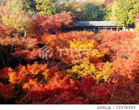 東福寺の紅葉 13576503