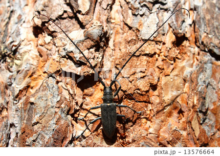 Monochamus sutor. Black beetle with long antennae. Monochamus sutor. Black beetle with long antennae. 13576664