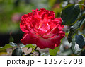 バラ　ダブル・デライト 13576708