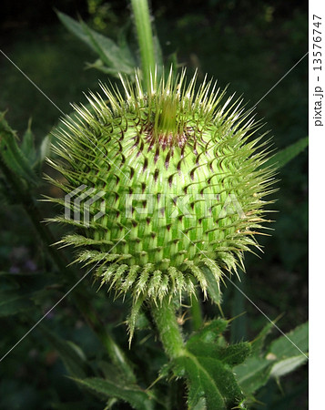 Silbyum marianum. Thistle. 13576747