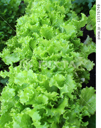 Cabbage salad on a bed. 13576749